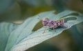 A cute little grasshopper perched on a branch against a blurred light green