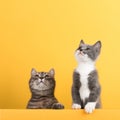 Cute little gray cat and kitten, on a yellow background, looks and plays. Buisiness banner, concept, copy space