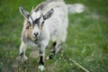 cute little gray goat on the summer meadow Royalty Free Stock Photo