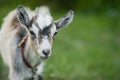 cute little gray goat on the summer meadow Royalty Free Stock Photo
