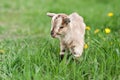 Cute little gray goat on the summer meadow Royalty Free Stock Photo