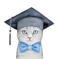 Cute little gray kitten with beautiful blue eyes wearing black square academic hat and classic bow tie. Royalty Free Stock Photo