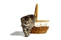 Cute little gray kitten looks out of the basket. on a white background Royalty Free Stock Photo