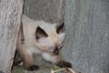 Cute little gray, smoky kitten is playing outdoors. Portrait of a gray kitten with black paws. Children`s animal theme Royalty Free Stock Photo