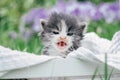 Cute little gray and white kitten sitting in wooden basket. Lovely pet on background of grass and flowers Royalty Free Stock Photo