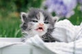 Cute little gray and white kitten sitting in wooden basket. Lovely pet on background of grass and flowers Royalty Free Stock Photo