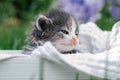 Cute little gray and white kitten sitting in wooden basket. Lovely pet on background of grass and flowers Royalty Free Stock Photo