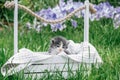 Cute little gray and white kitten sitting in wooden basket. Lovely pet on background of grass and flowers Royalty Free Stock Photo