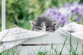 Cute little gray and white kitten sitting in wooden basket. Lovely pet on background of grass and flowers Royalty Free Stock Photo