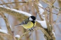 Cute little Great tit bird in yellow black color sitting on tree