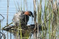 A cute Little Grebe, Tachybaptus ruficollis, standing on its nest in the reeds, where it has just laid an egg.