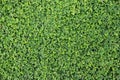 Cute little green leaf grass texture