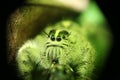 Cute little green spider catch with macro lens Royalty Free Stock Photo