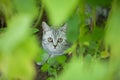 Cute little grey cat hiding outdoors. Royalty Free Stock Photo