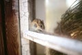 Cute Little Grey House Mouse Hiding in Window Sill Royalty Free Stock Photo