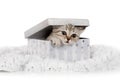 Cute little grey kitten climbs out of gift box Royalty Free Stock Photo