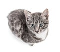 Cute little grey kitten Royalty Free Stock Photo