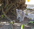 Cute little grey kitten