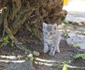 Cute little grey kitten