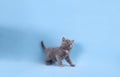 Cute little grey kitten on light blue background Royalty Free Stock Photo