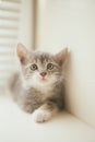 Cute little grey kitten lovely portrait on the windowsill