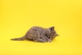 Cute little grey kitten lying on yellow background Royalty Free Stock Photo