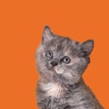 Cute little grey kitten on orange background Royalty Free Stock Photo