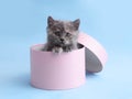 Cute little grey kitten in pink box on light blue background Royalty Free Stock Photo