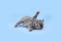 Cute little grey kitten playing on light blue background Royalty Free Stock Photo