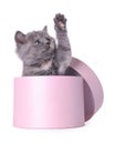 Cute little grey kitten playing with pink box on white background Royalty Free Stock Photo