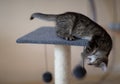 A cute little grey kitten playing with a scratching post Royalty Free Stock Photo