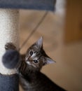 A cute little grey kitten playing with a scratching post Royalty Free Stock Photo