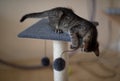 A cute little grey kitten playing with a scratching post Royalty Free Stock Photo