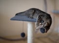 A cute little grey kitten playing with a scratching post Royalty Free Stock Photo