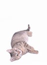 Cute little grey kitten playing on a white background Royalty Free Stock Photo