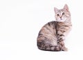 Cute little grey kitten playing on a white background Royalty Free Stock Photo