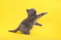 Cute little grey kitten playing on yellow background Royalty Free Stock Photo