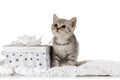 Cute little grey kitten sitting next to gift box Royalty Free Stock Photo