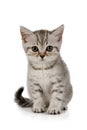 Cute little grey kitten sitting on white background Royalty Free Stock Photo