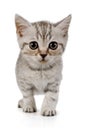 Cute little grey kitten standing on white background Royalty Free Stock Photo