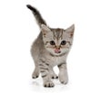 Cute little grey kitten walks on white background Royalty Free Stock Photo