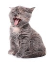 Cute little grey kitten yawning on white background Royalty Free Stock Photo