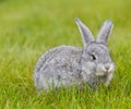 Cute little grey rabbit on green grass Royalty Free Stock Photo