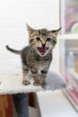 Cute Little Grey Striped Young Cat Or Kitten Meowing At The Camera