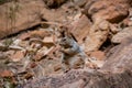 Cute little ground squirrel in Zion National Park, Utah, United States Royalty Free Stock Photo