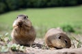 European ground squirrels in a field