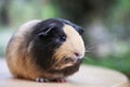 Cute little guinea pig Royalty Free Stock Photo