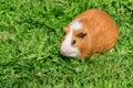 Cute little guinea pig sitting on green grass Royalty Free Stock Photo