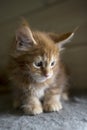 Cute little hairy small kitten