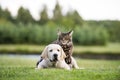 Cute little hairy small kitten and puppy friendship